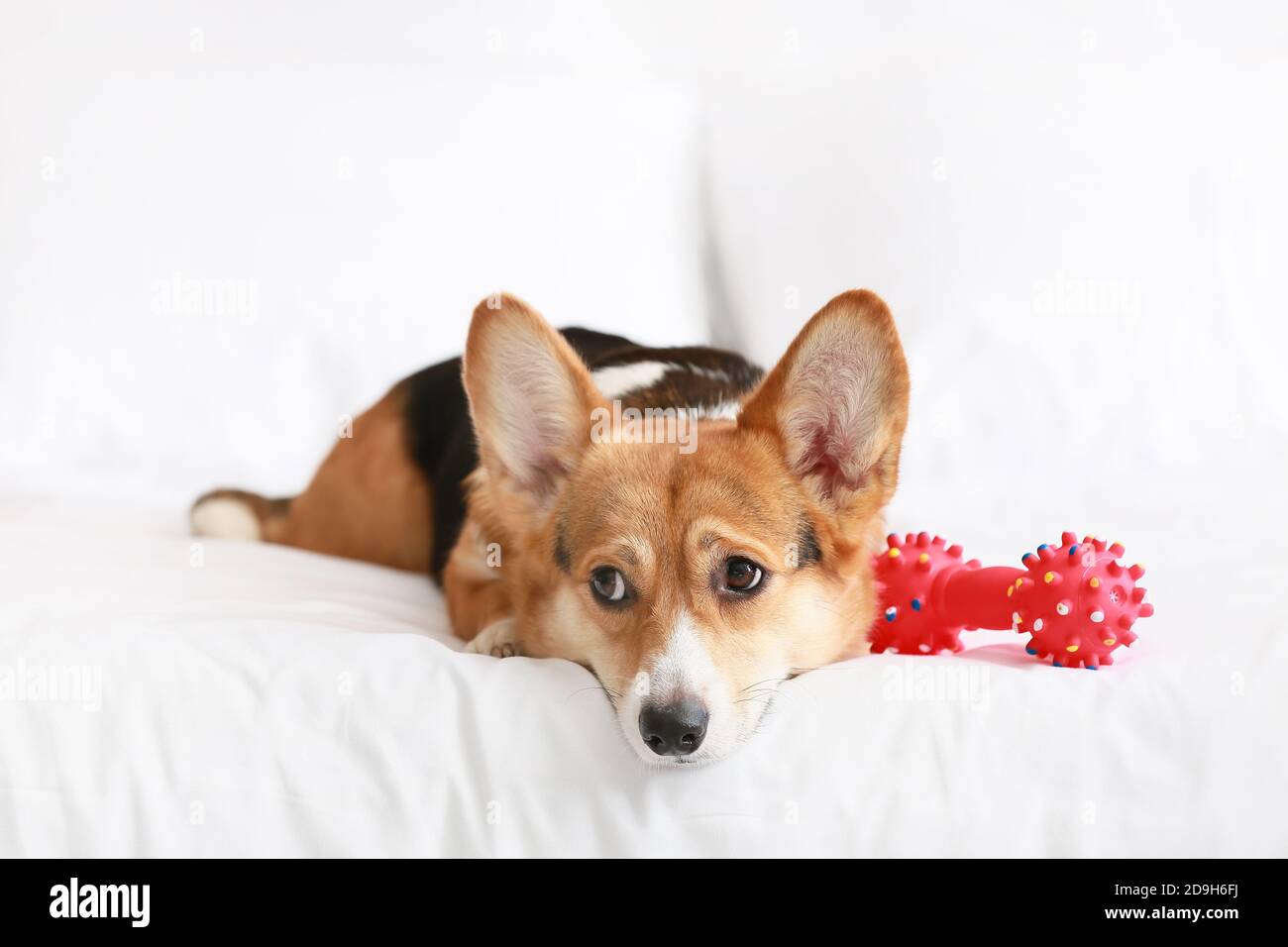 Cute dog with toy lying on bed Stock Photo Alamy