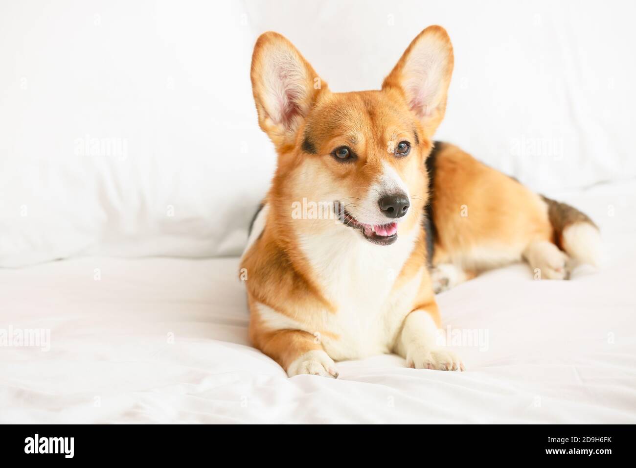 Cute dog lying on bed at home Stock Photo - Alamy