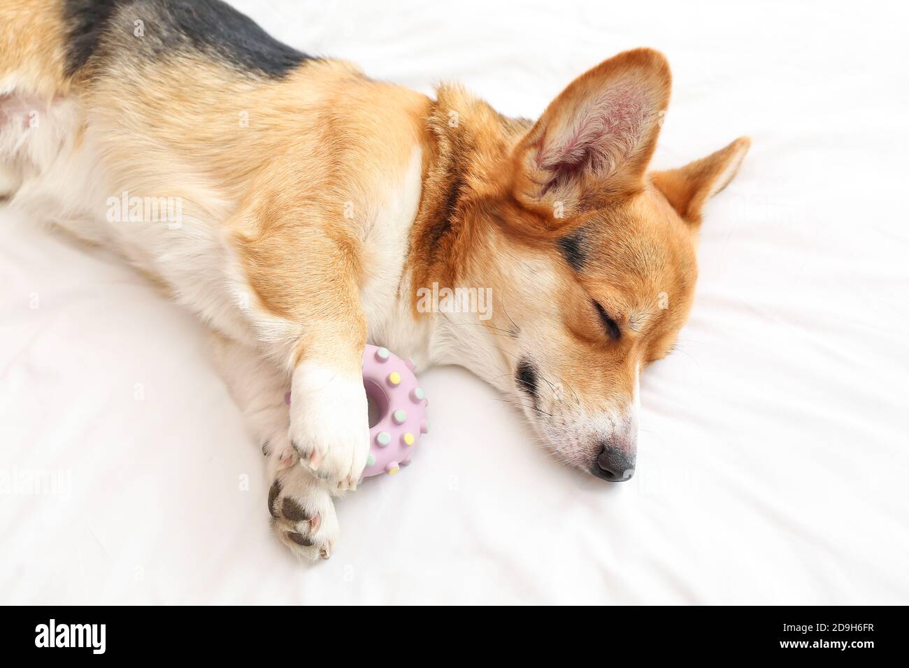 Cute dog with toy lying on bed Stock Photo Alamy