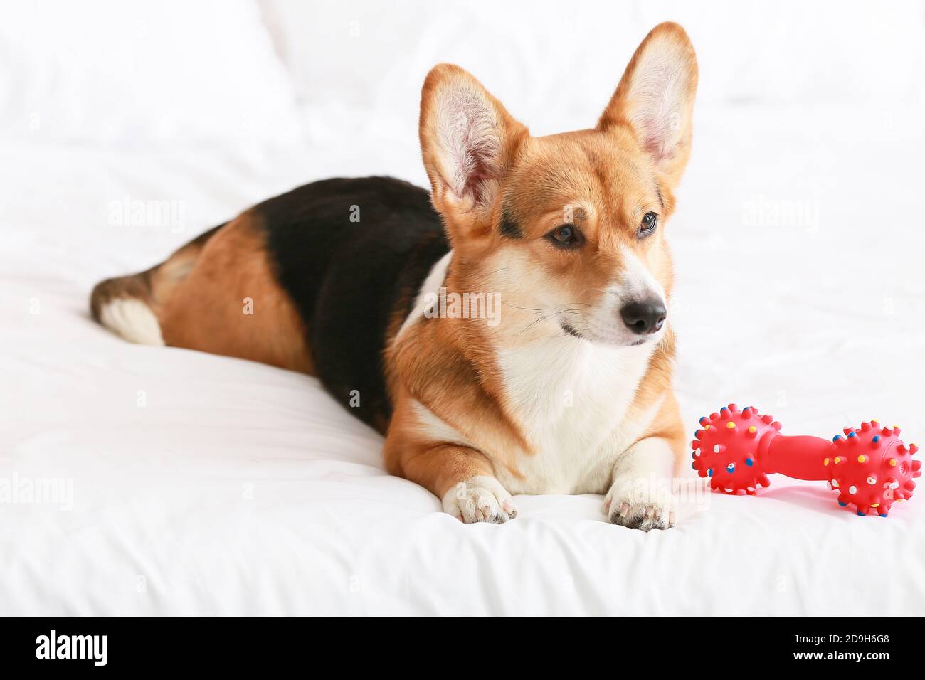 Cute dog with toy lying on bed Stock Photo Alamy