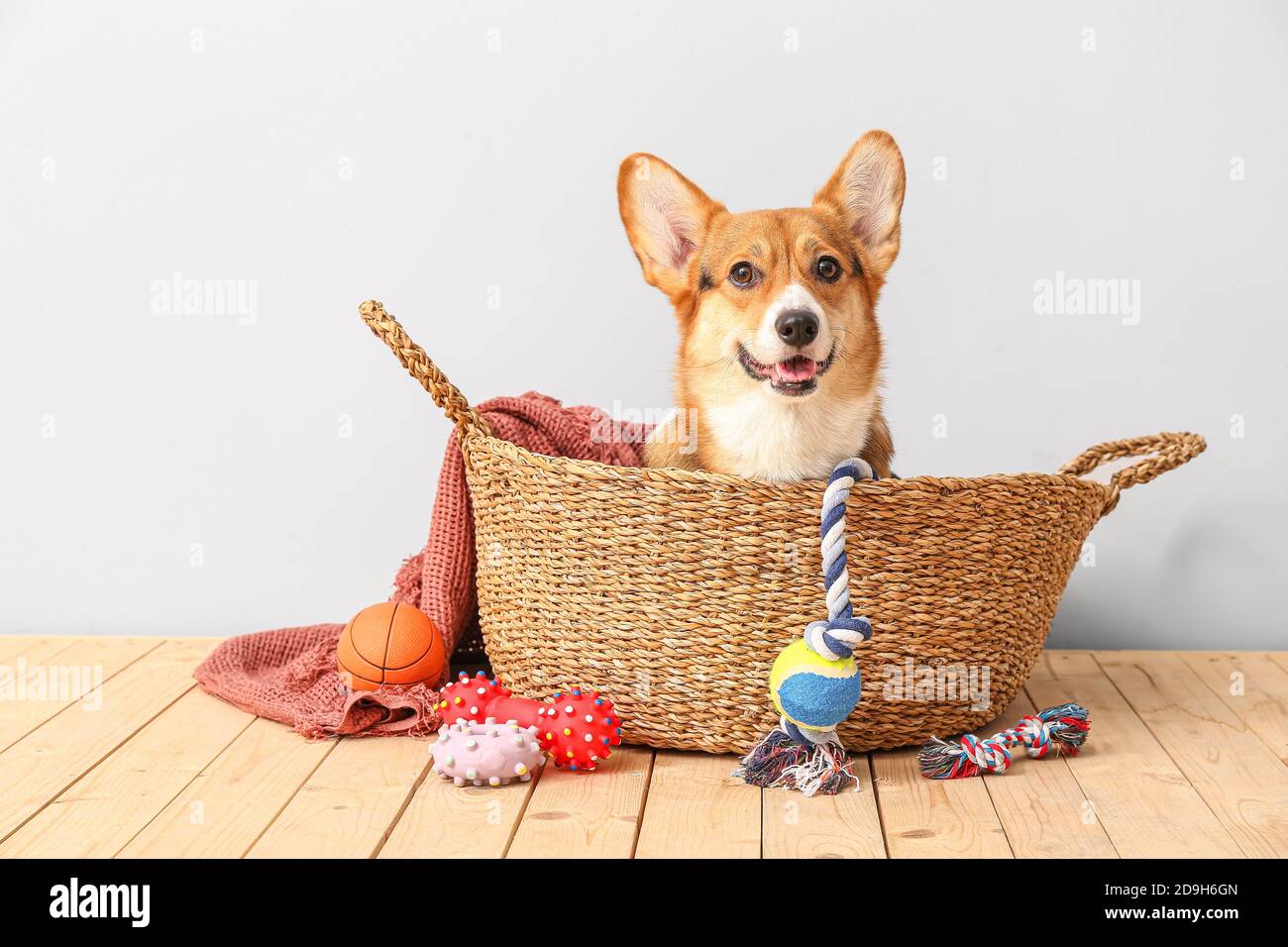 cute dog accessories