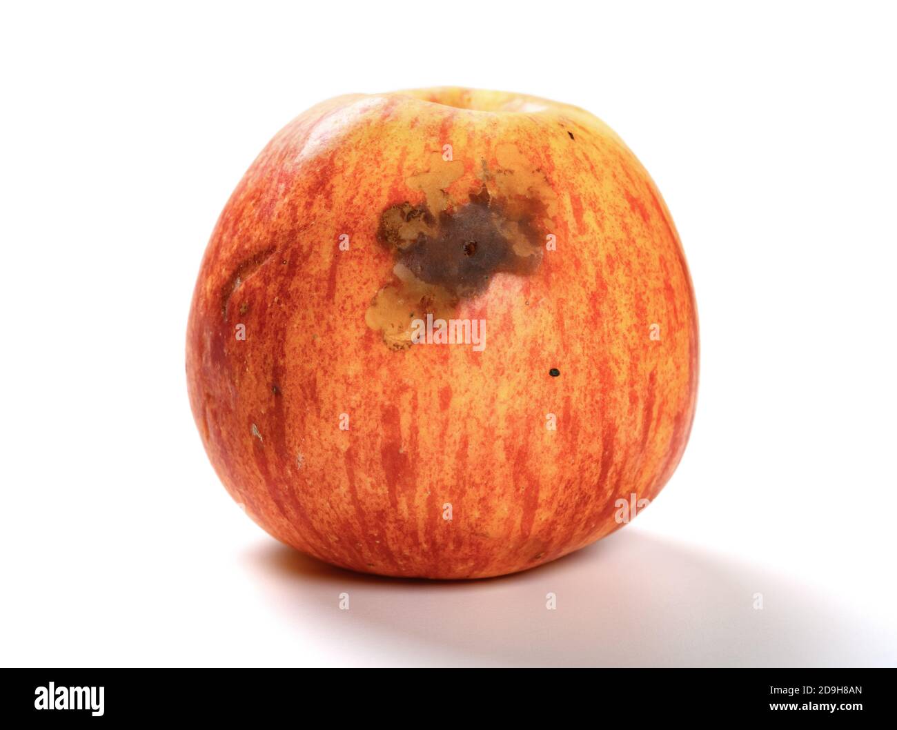 Rotten Apple with a Large Worm Stock Image - Image of oozing, overripe:  80511937