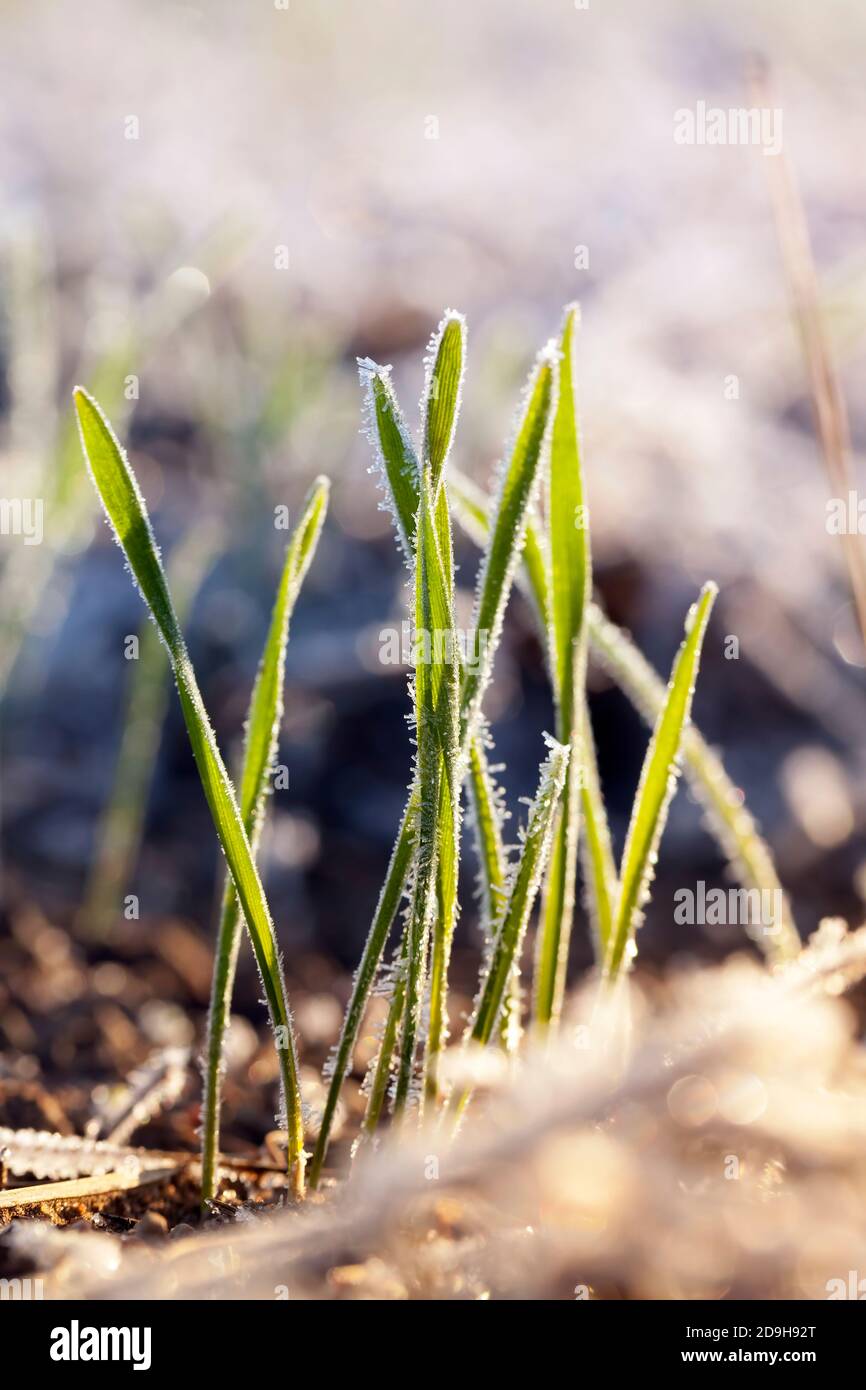 wheat planted for winter Stock Photo - Alamy