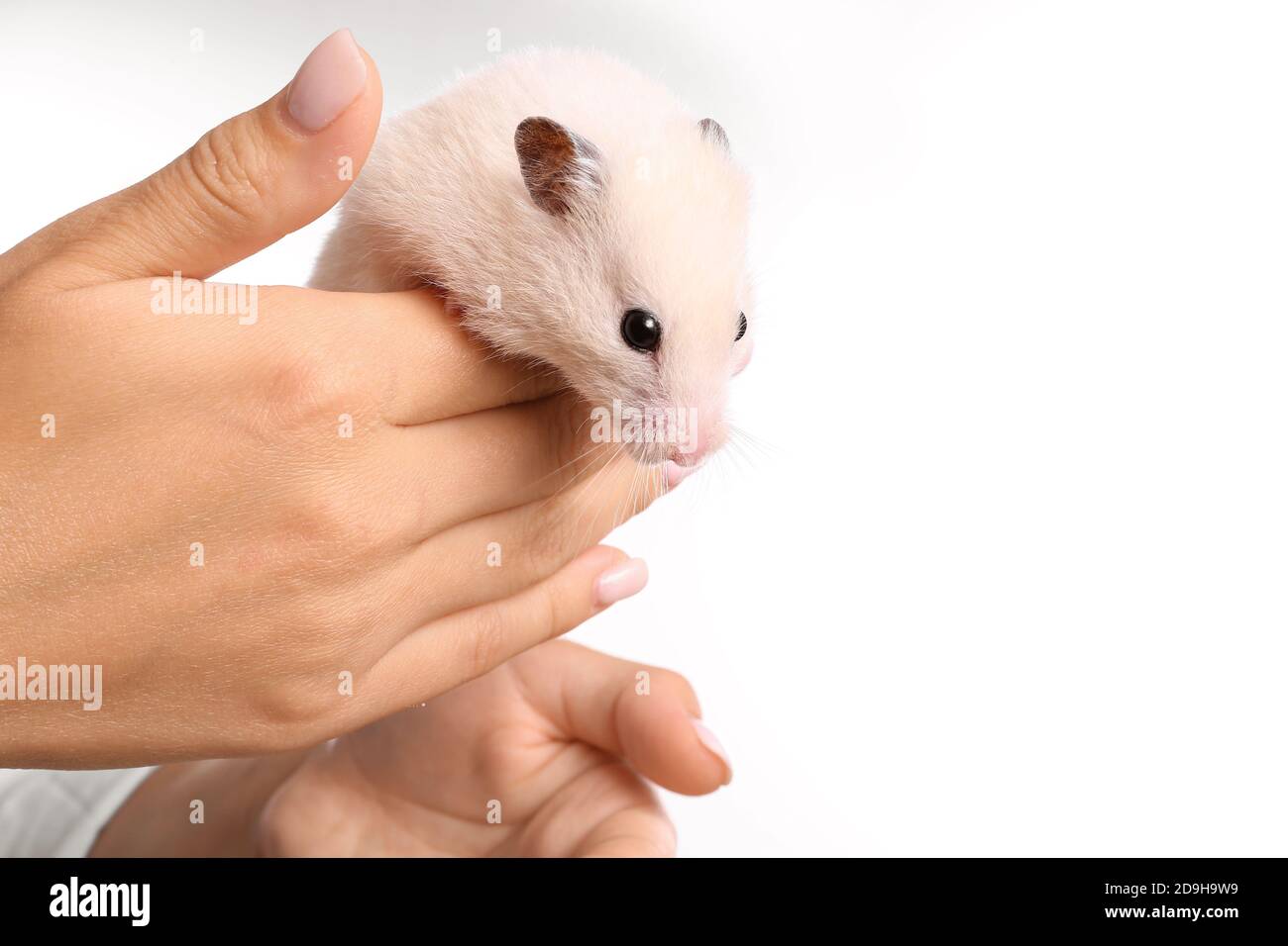 Holding a best sale hamster