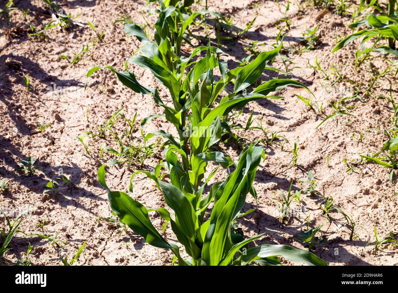 young corn sprouts in the spring season Stock Photo Alamy