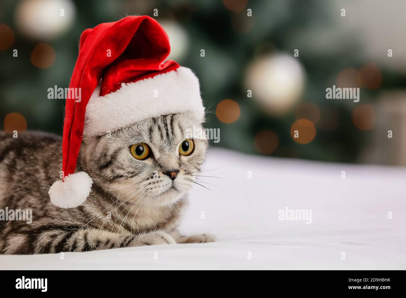 Cute funny cat in Santa hat at home on 