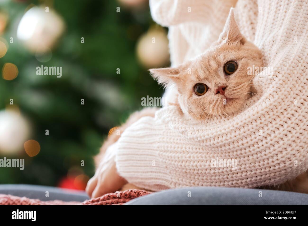 Cute funny cat with owner at home on Christmas eve Stock Photo