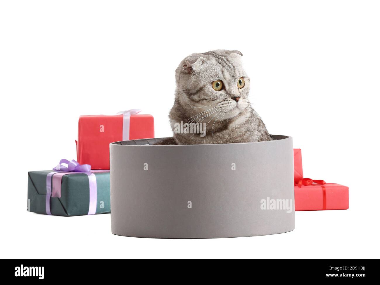 Cute funny cat and Christmas gifts on white background Stock Photo - Alamy