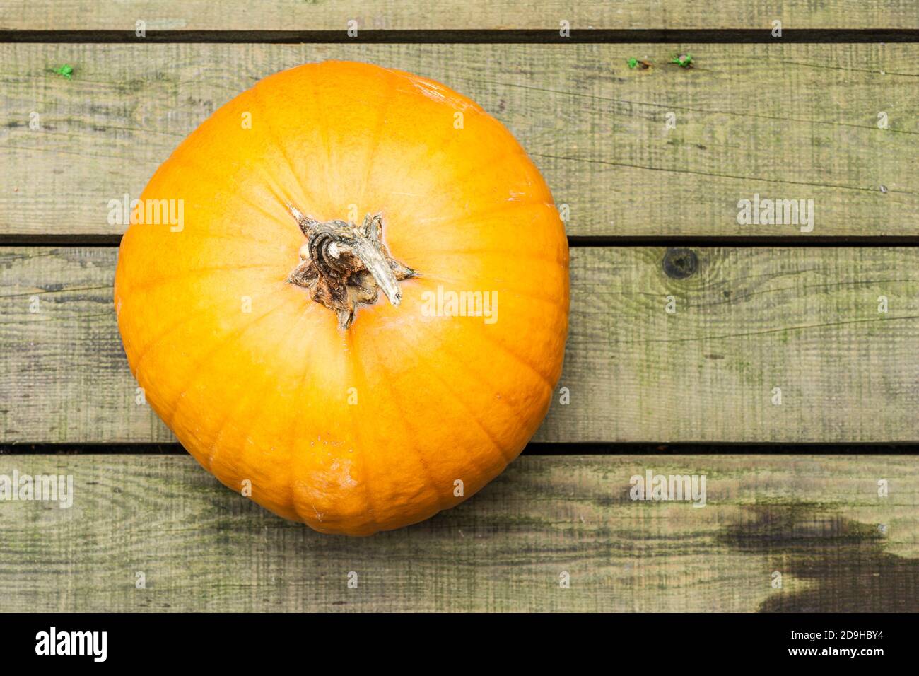 large round pumpkin on wooden rustic background top view. Stock Photo