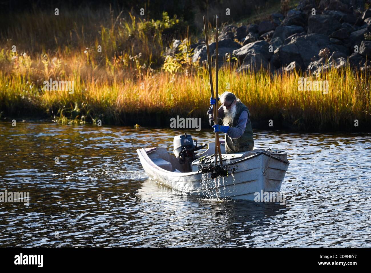 Fisherman dredges for seed mussels on the Midgell River on Prince Edward Island, Canada. Stock Photo