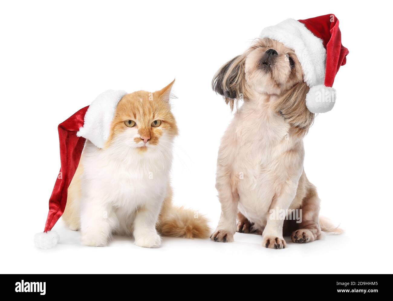 Cute cat and dog in Santa hats on white background. Christmas celebration  Stock Photo - Alamy, image size:1300x997
