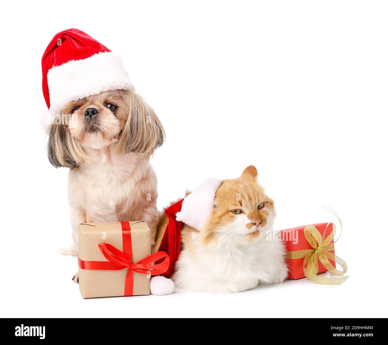 Cute cat and dog in Santa hats and with gifts on white background Stock ...