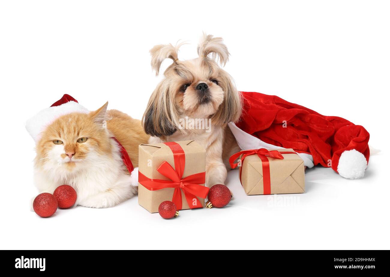 Cute cat and dog with Christmas gifts and decor on white background Stock  Photo - Alamy, image size:1300x925