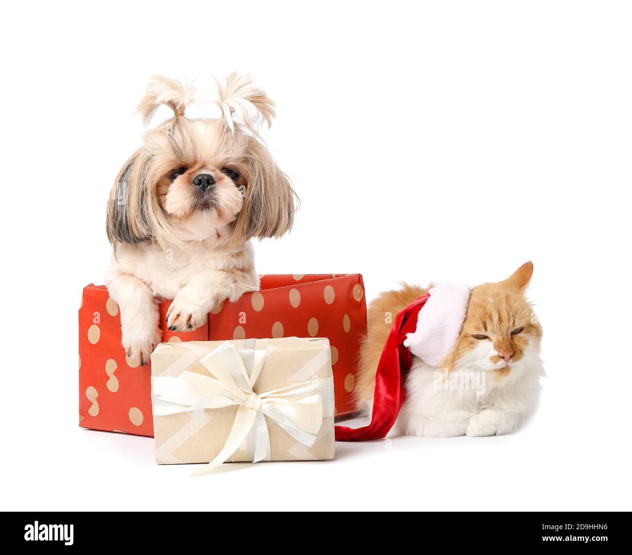 Cat And Dog With Gifts Stock Photo - Download Image Now - Gift