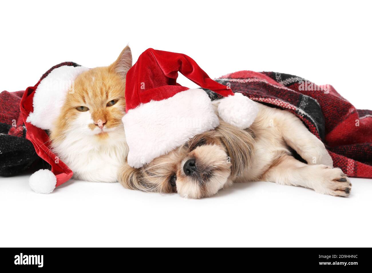 Cute cat and dog in Santa hats and with warm plaid on white background ...