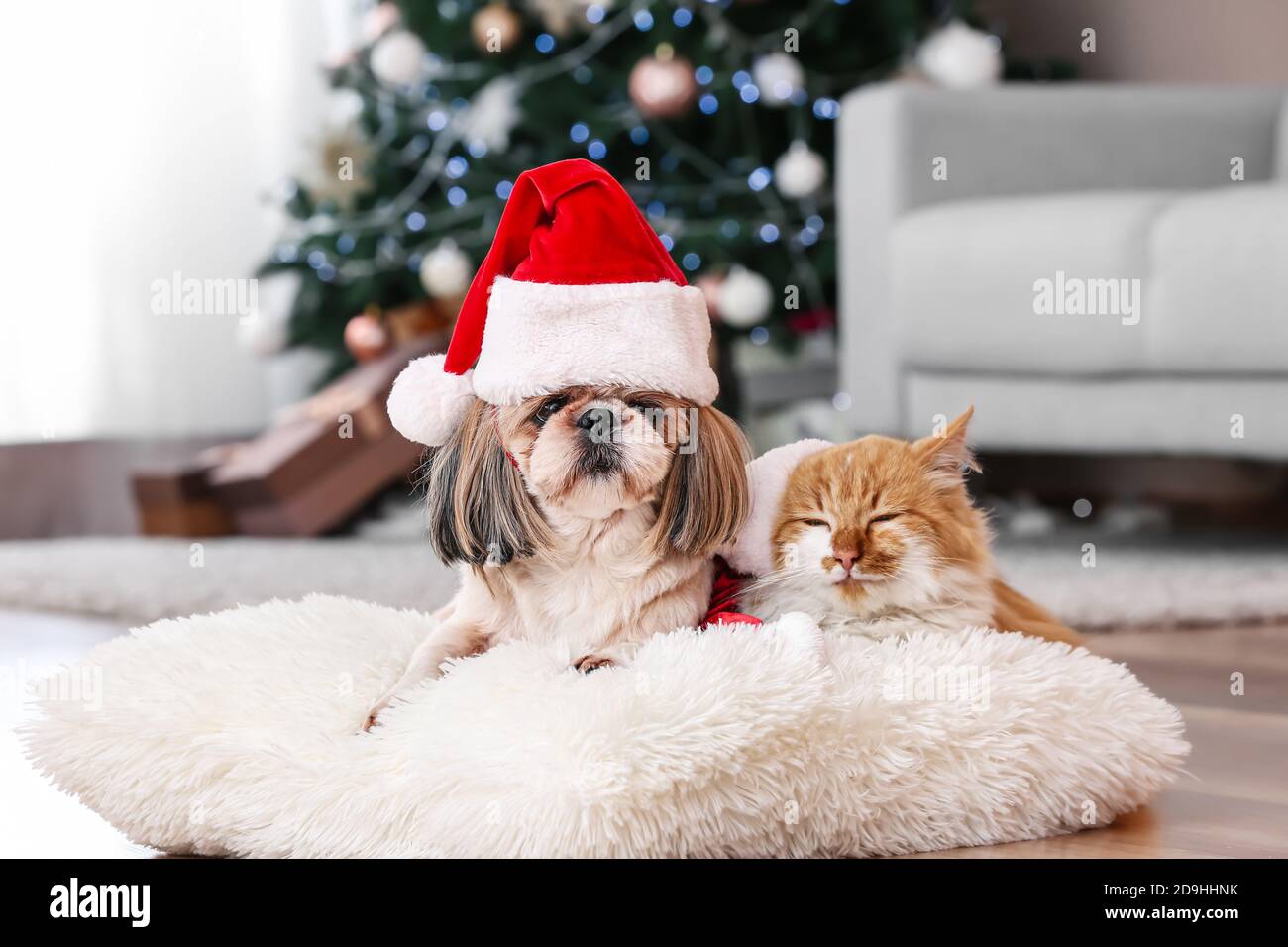 Cute cat and dog in Santa hats at home on Christmas eve Stock Photo - Alamy