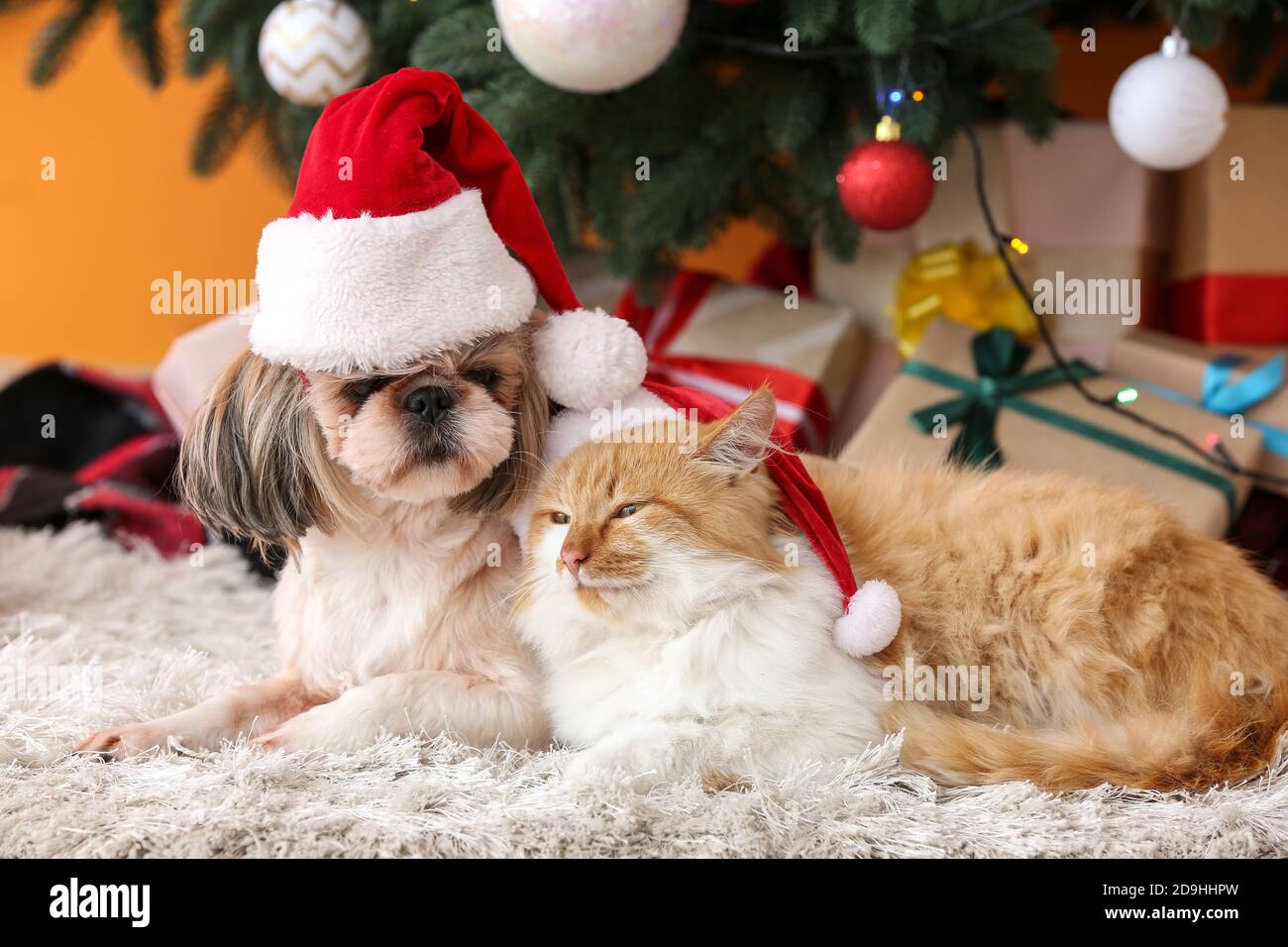 Cute cat and dog in Santa hats at home on Christmas eve Stock Photo - Alamy