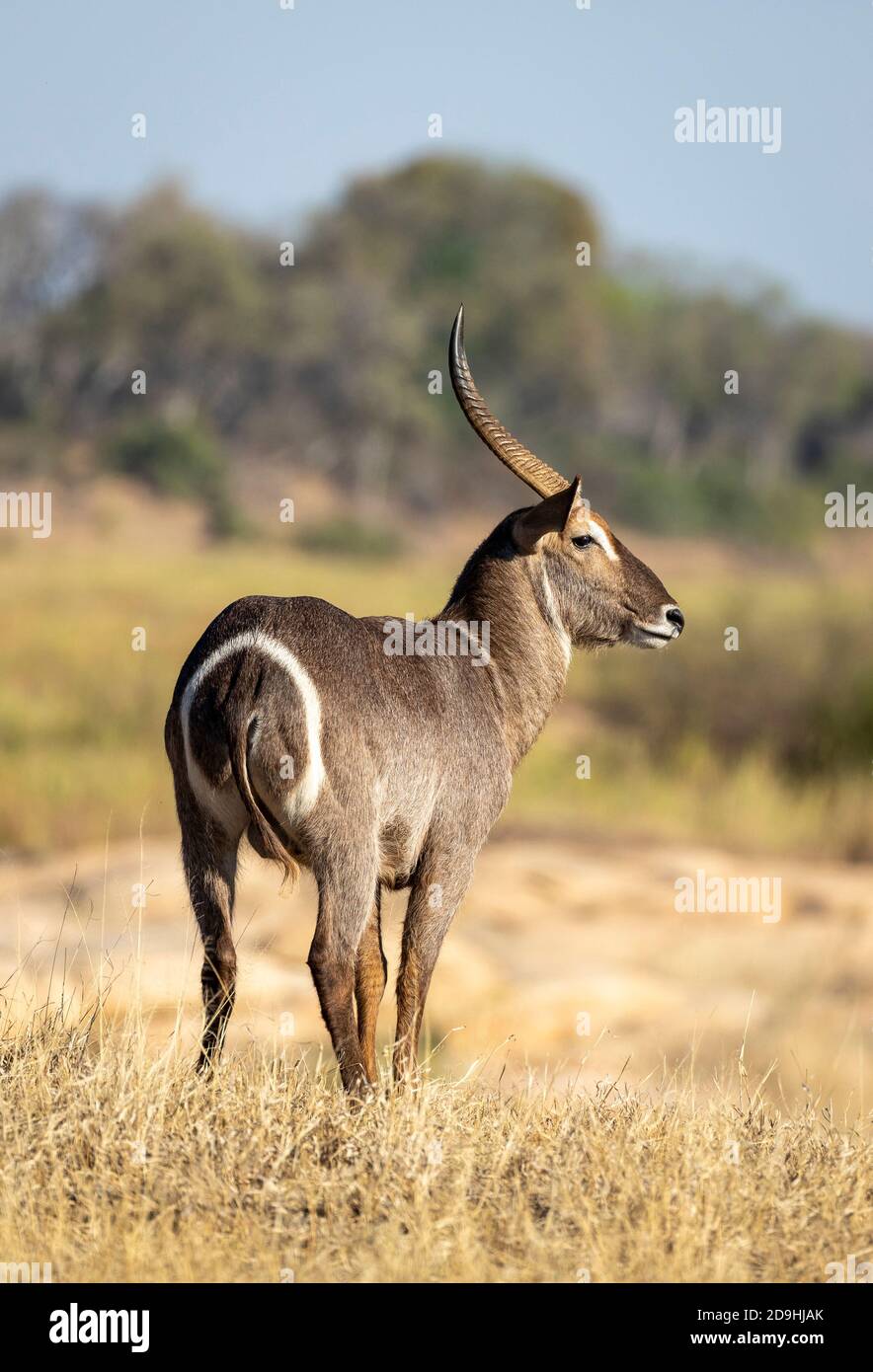 Vertical portrait of an adult male water buck with large horns standing in warm afternoon light looking alert in Kruger Park in South Africa Stock Photo