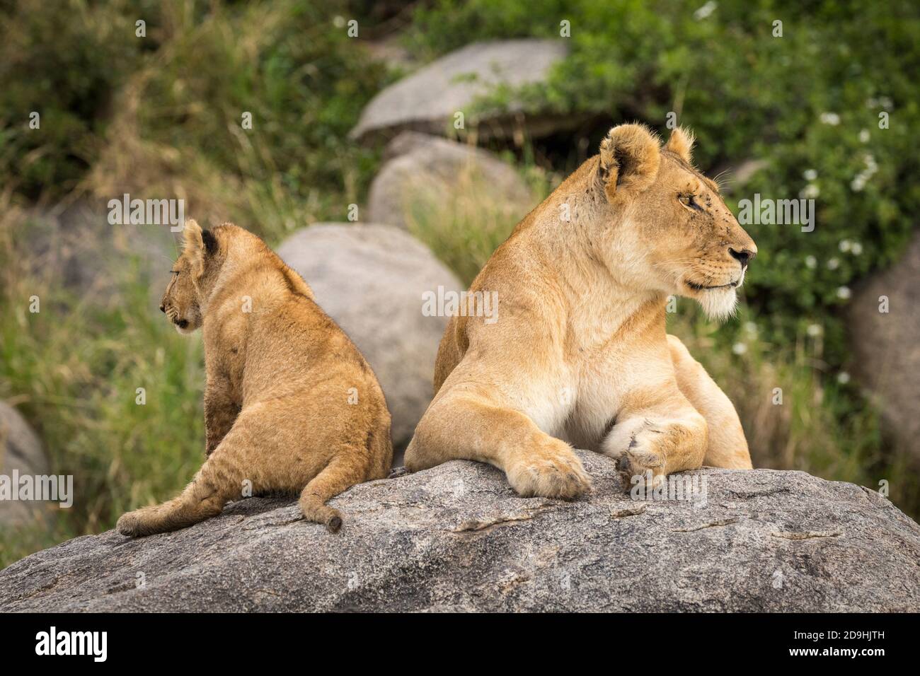 Lioness mother and her small lion cub sitting on a large rock looking alert in Serengeti in Tanzania Stock Photo