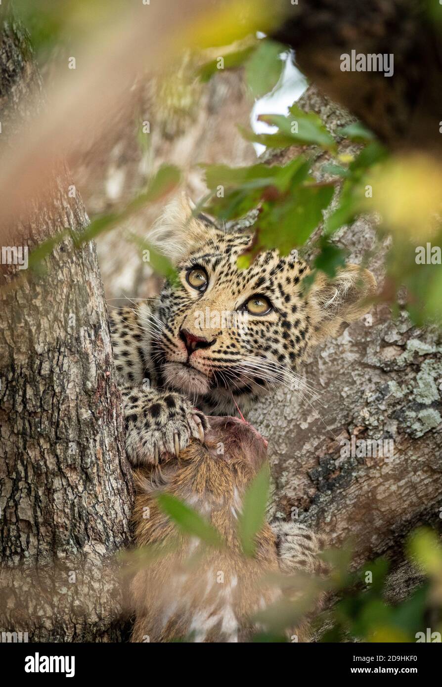 Vertical portrait of a young leopard with beautiful eyes sitting alert in tree holding a dead antelope in Kruger Park in South Africa Stock Photo