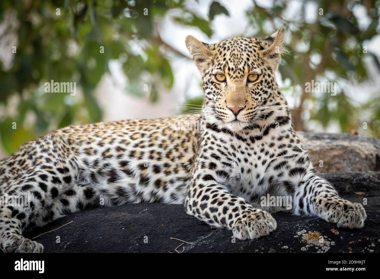 Horizontal portrait of a leopard with beautiful eyes lying on a large rock looking at camera with green tree in the background in Kruger South Africa Stock Photo