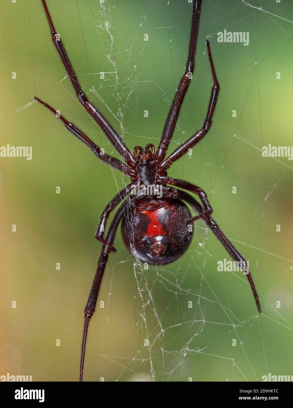 Black Widow Spider, Latrodectus mactans Stock Photo Alamy