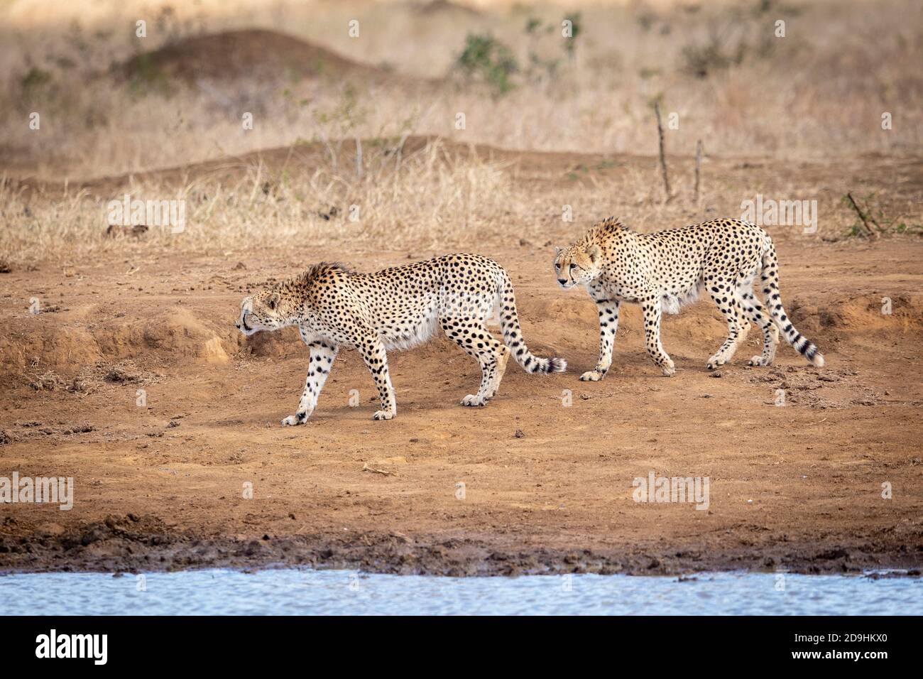 Two adult cheetahs walking on dry soil at the edge of water in Kruger Park in South Africa Stock Photo