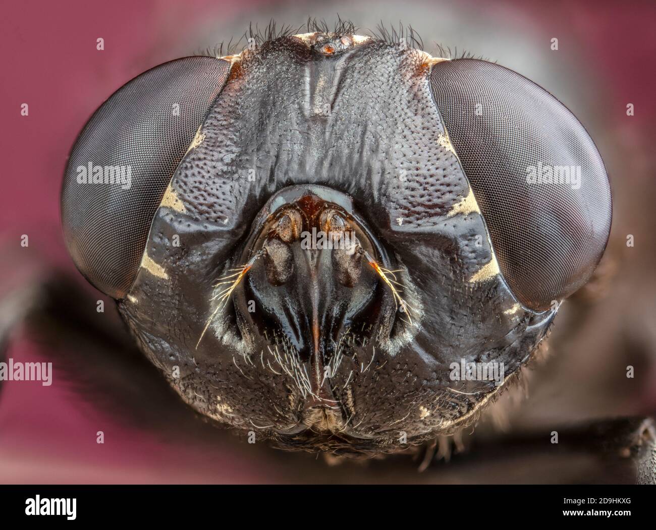 Warble fly hires stock photography and images Alamy