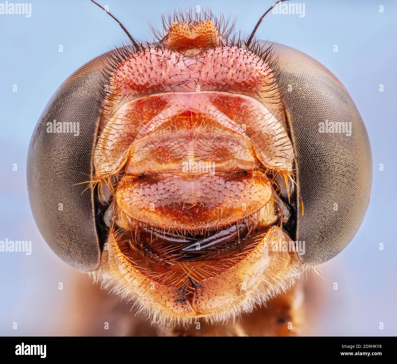 Compound Eyes and Vicious Mouthparts, Cardinal Meadowhawk Dragonfly, Sympetrum illotum Stock Photo