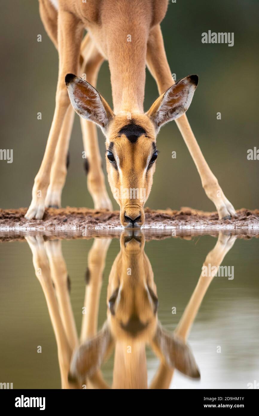 Vertical portrait of an adult female impala drinking water looking straight at camera in Kruger Park in South Africa Stock Photo