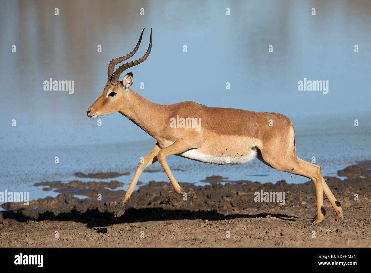 Male impala running by water in warm sunshine in Kruger Park in South Africa Stock Photo