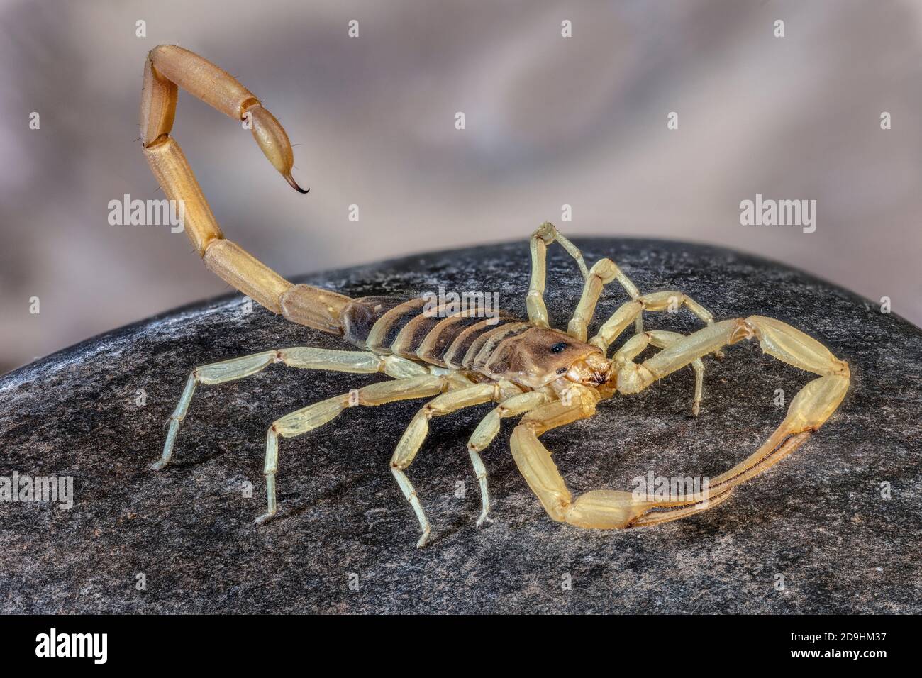 Desert Hairy Scorpion, Hadrurus arizonensis, Arizona Stock Photo