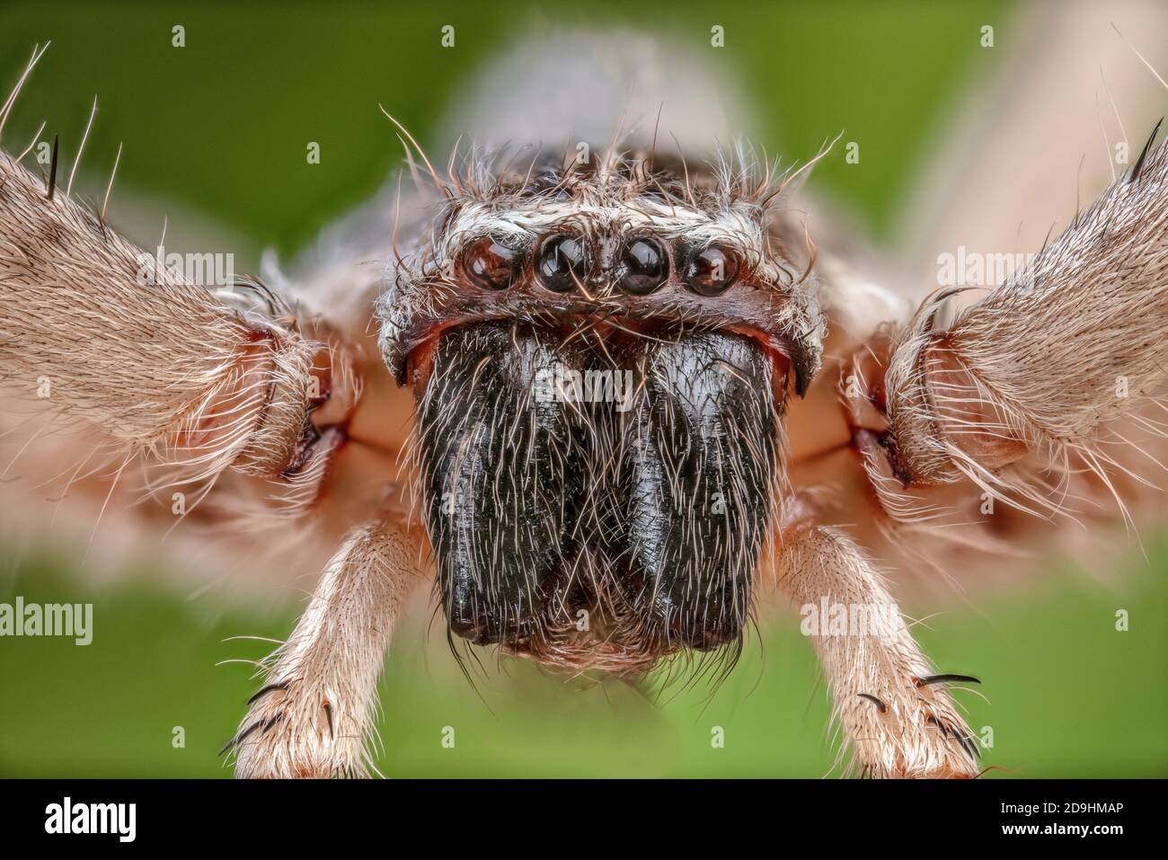 Giant Crab Spider, Olios giganteus Stock Photo - Alamy
