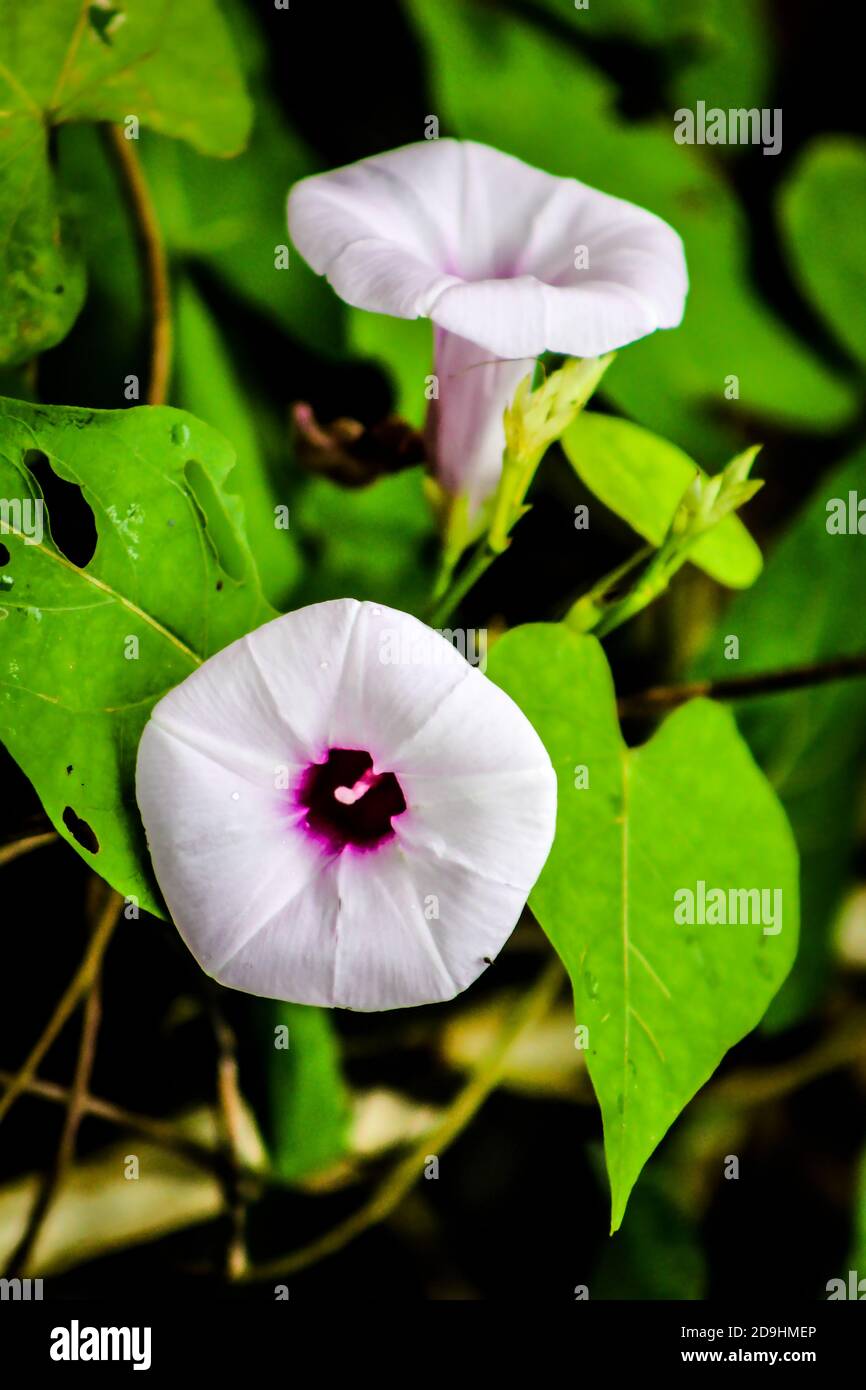 Sweet Potato plants with flowers Stock Photo Alamy