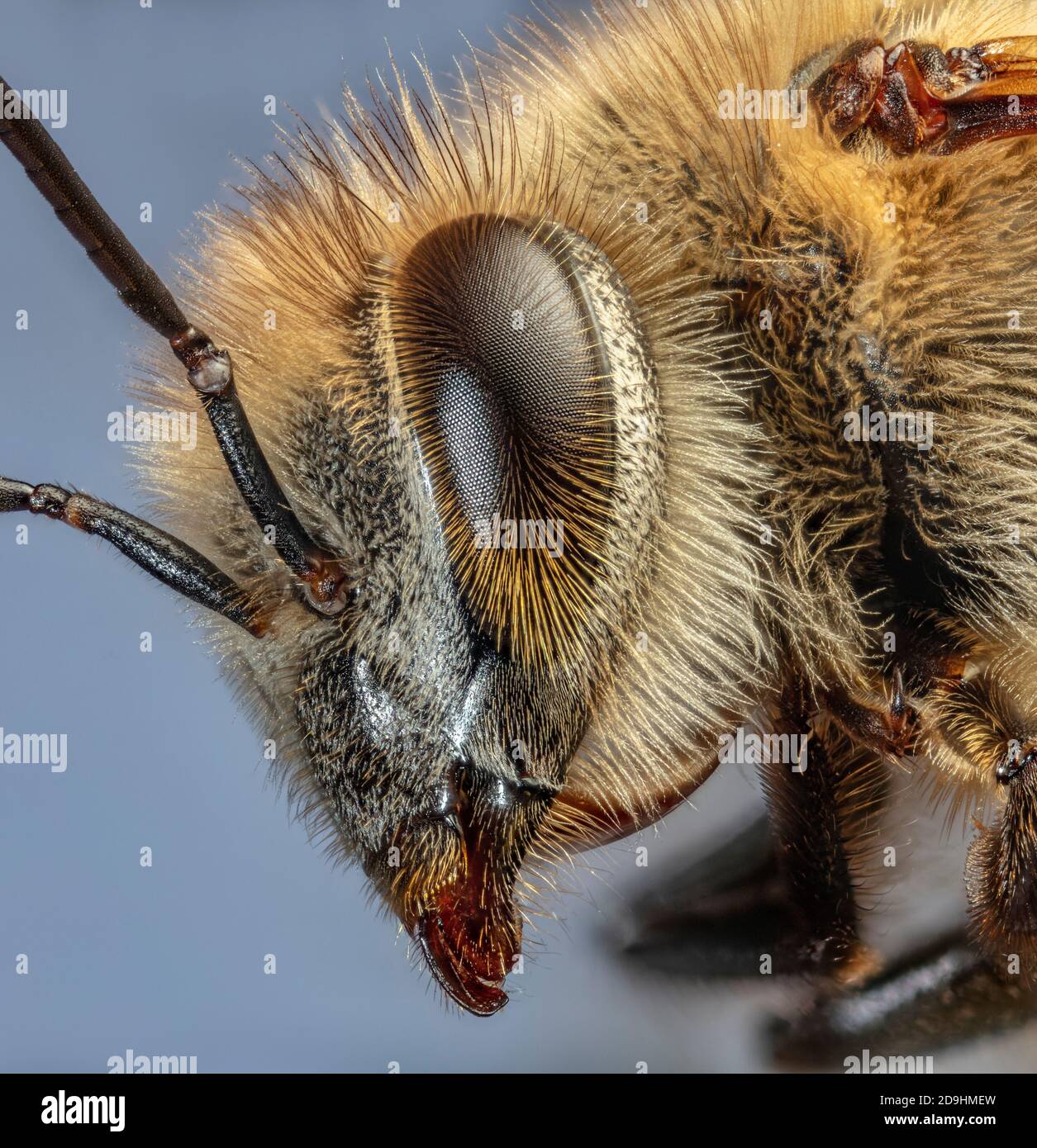 Honey Bee Close Up, Apis Sp. Stock Photo