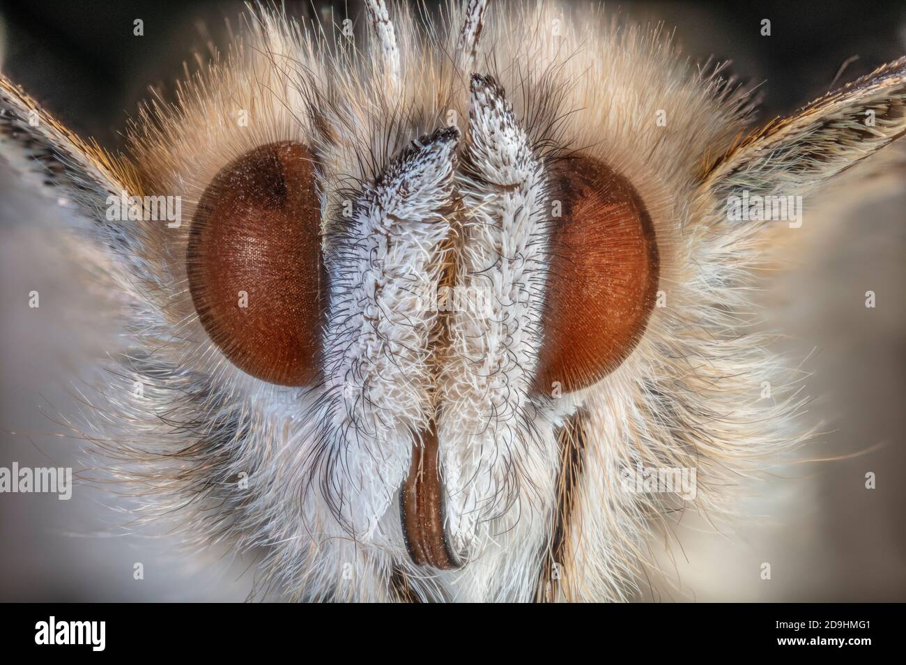 Painted Lady Butterfly Face Detail, Vanessa cardui Stock Photo