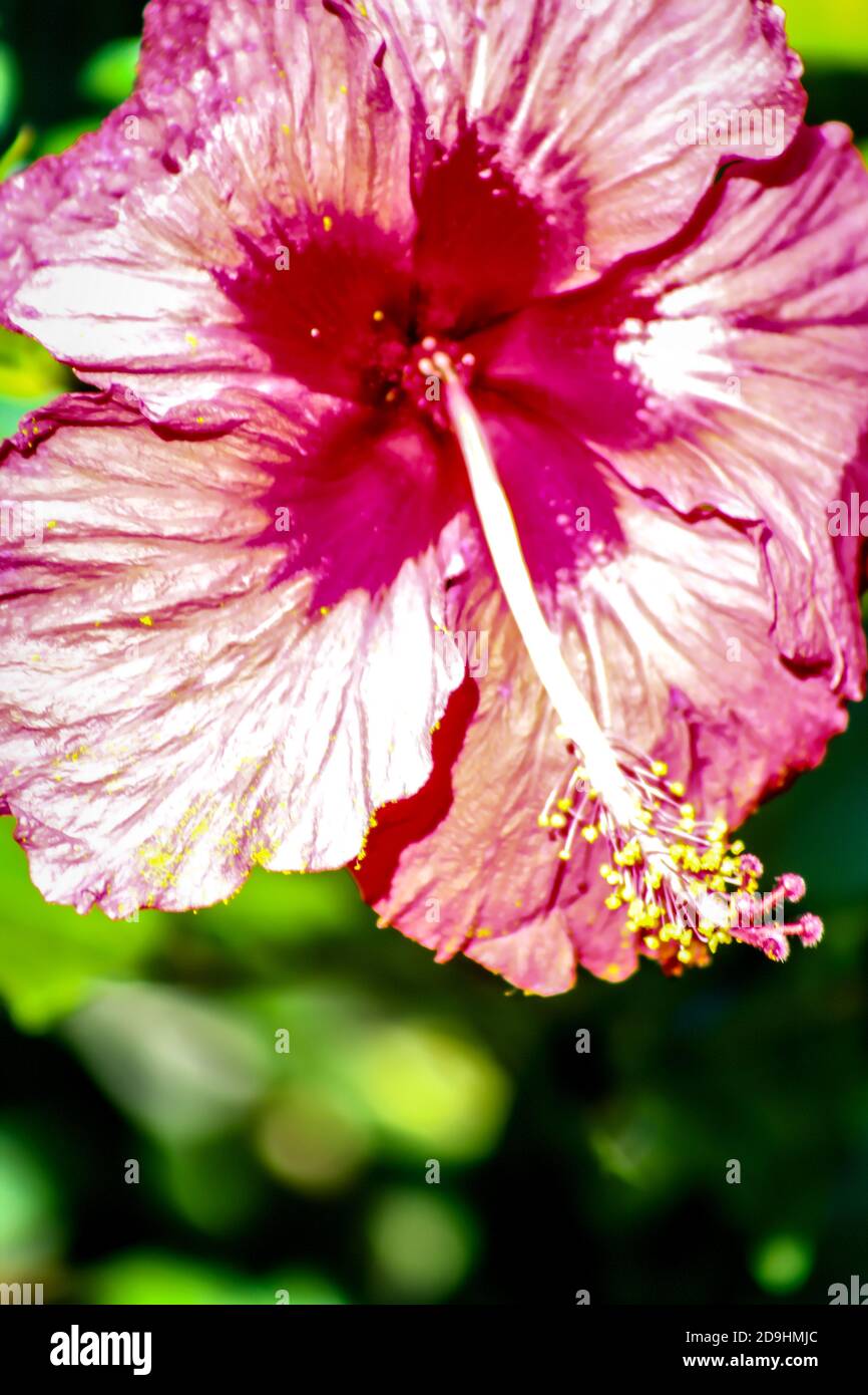 Pollen scattered on Hibiscus Stock Photo Alamy