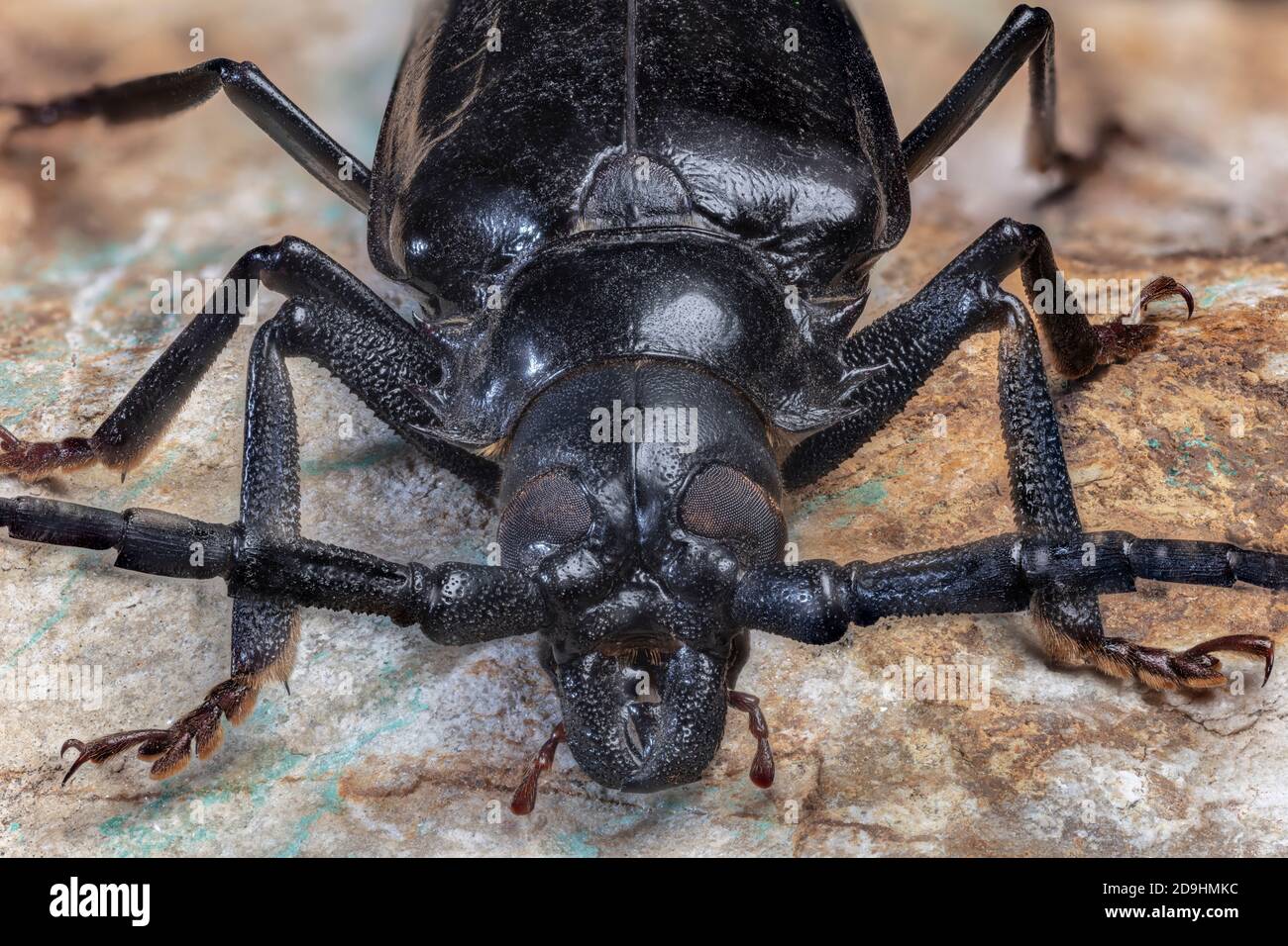 Palo Verde Root Borer, also Palo Verde Beetle, Derobrachus geminatus & Derobrachus hovorei Stock Photo