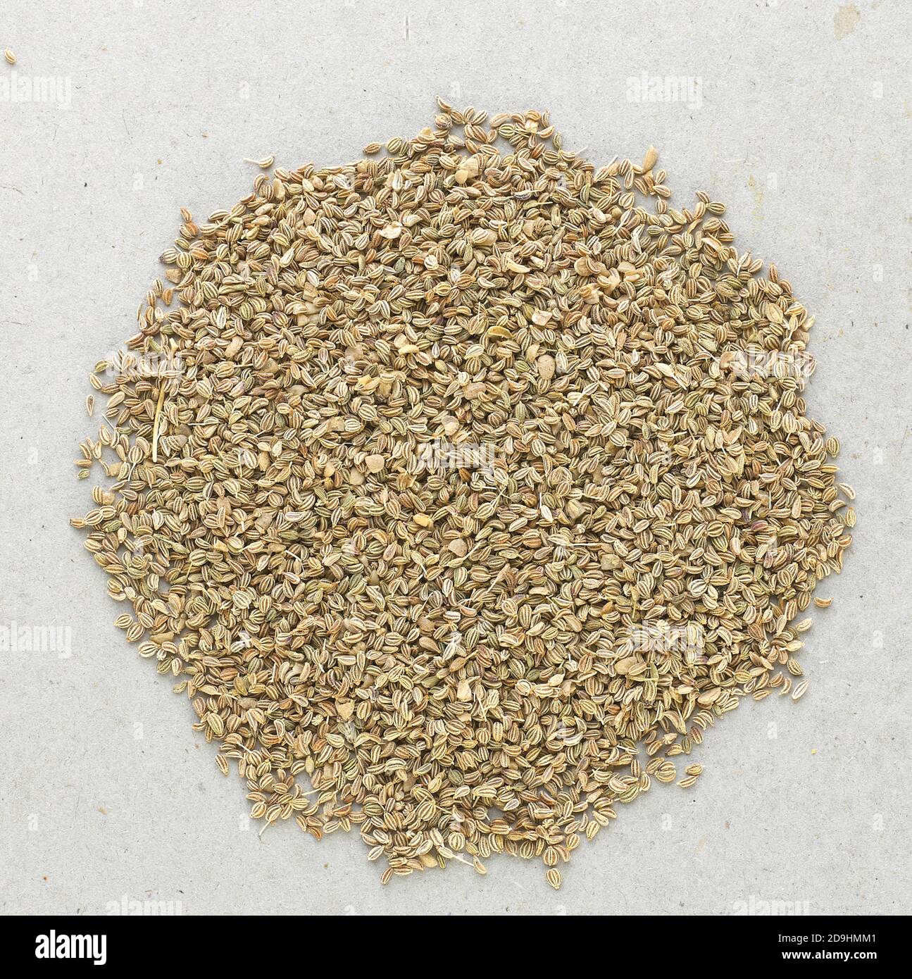 Ajwain Also Know as Ajowan, Caraway or Trachyspermum Ammi Isolated on