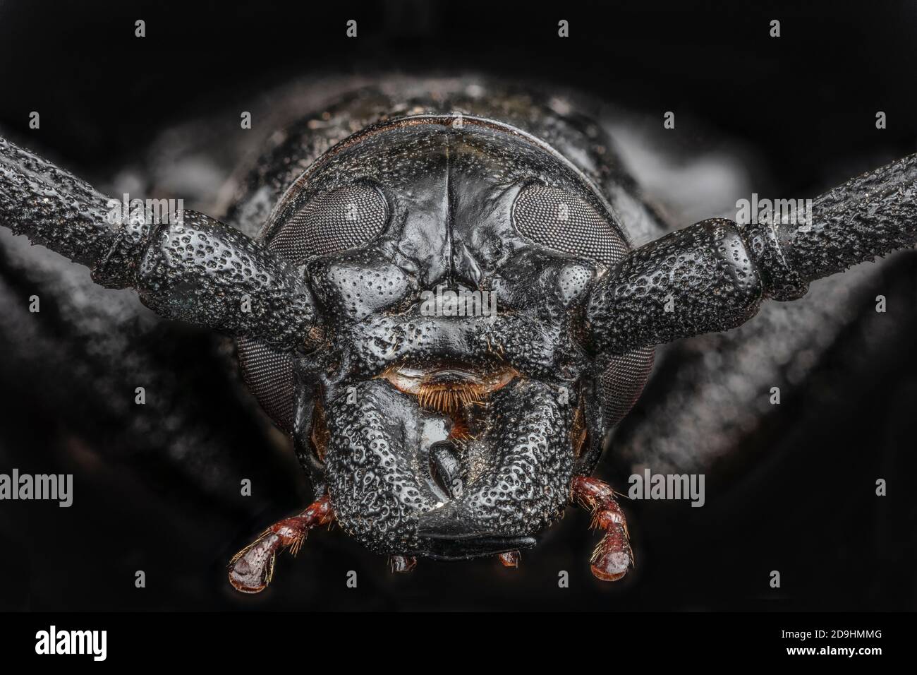 Palo Verde Root Borer Head, also Palo Verde Beetle, Derobrachus geminatus & Derobrachus hovorei Stock Photo