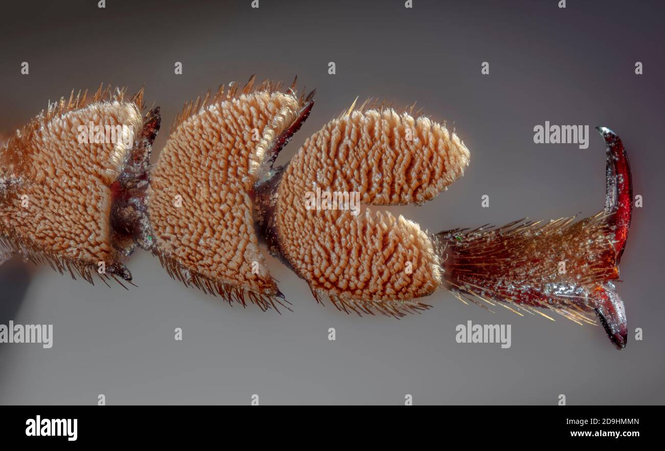 ECU of Foot of the Palo Verde Root Borer, also Palo Verde Beetle, Derobrachus geminatus & Derobrachus hovorei Stock Photo