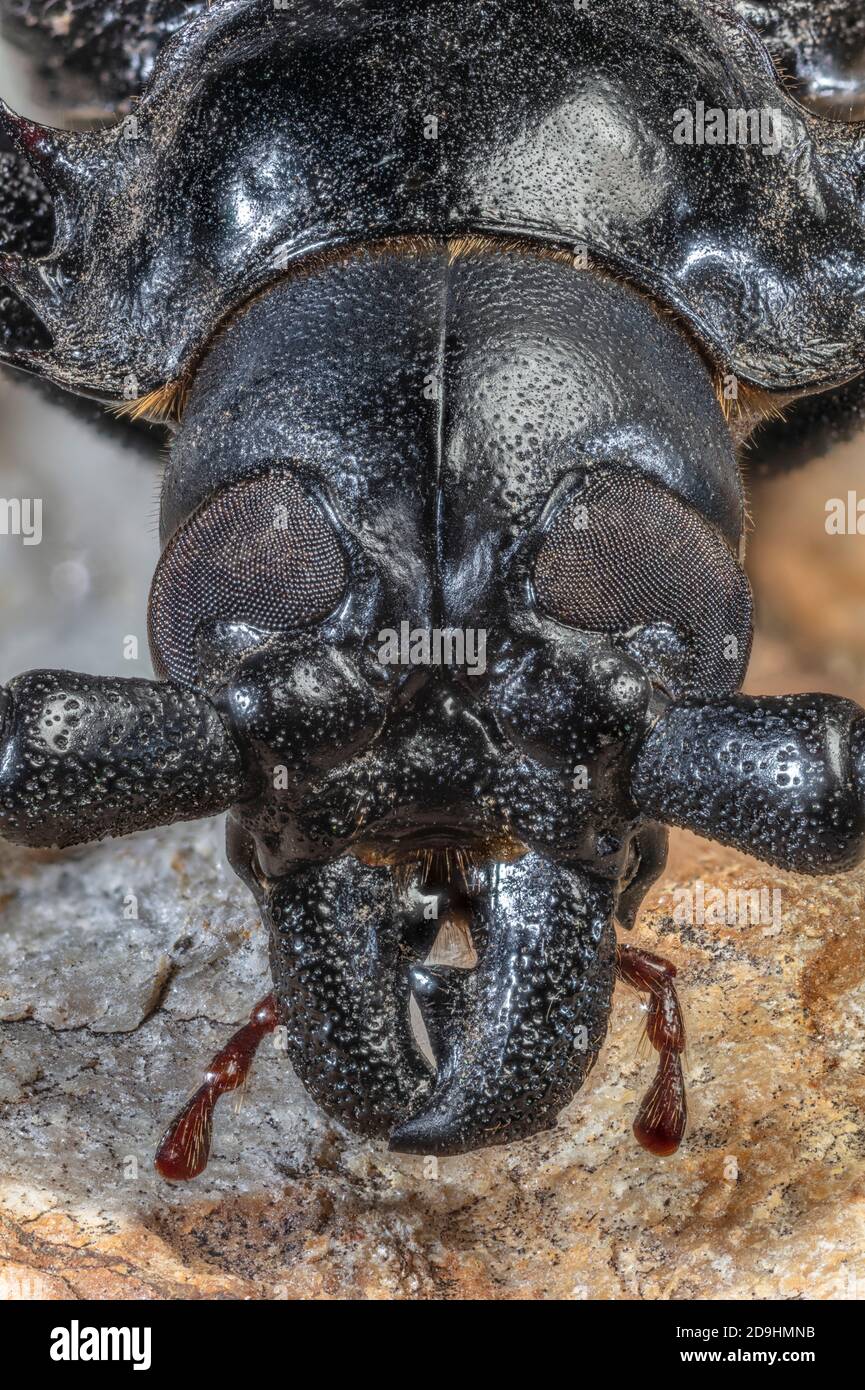 Palo Verde Root Borer, also Palo Verde Beetle, Derobrachus geminatus & Derobrachus hovorei Stock Photo