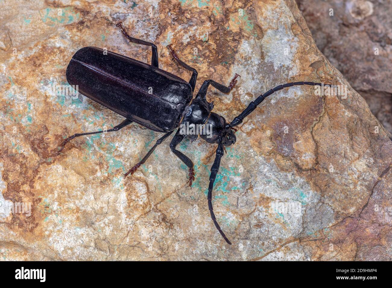 Palo Verde Root Borer, also Palo Verde Beetle, Derobrachus geminatus & Derobrachus hovorei Stock Photo