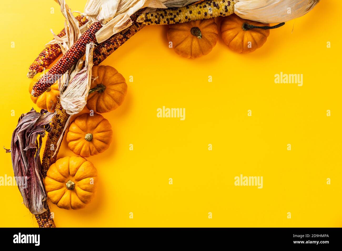 autumn pumpkins and corn on yellow clean background with copy space. Stock Photo