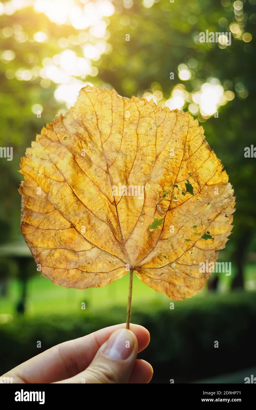 Vertical view of dry yellow leaf in woman hand at greenery park background. Stock Photo