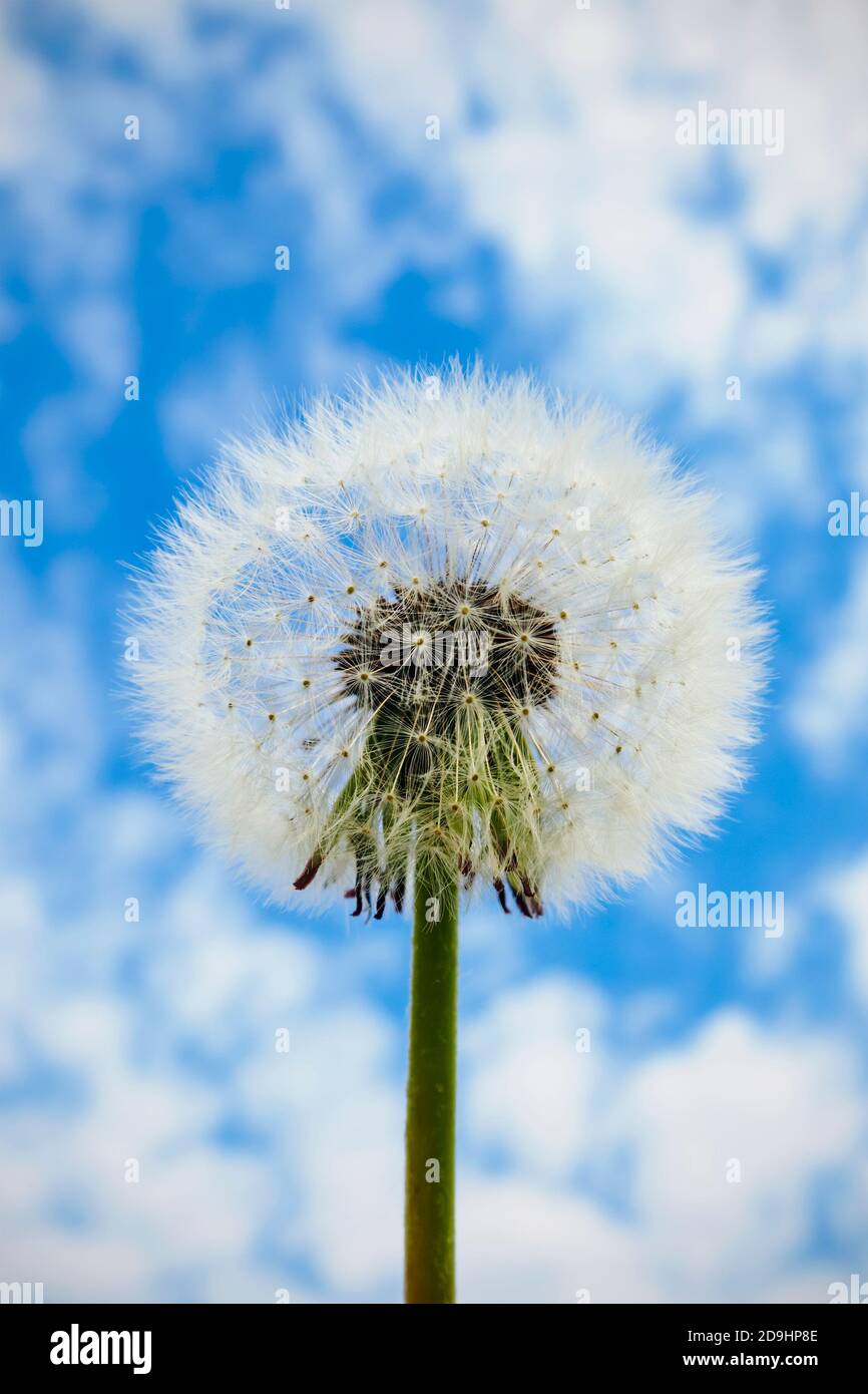White dandelion seed head on cloudy sky background, selective focus. Stock Photo