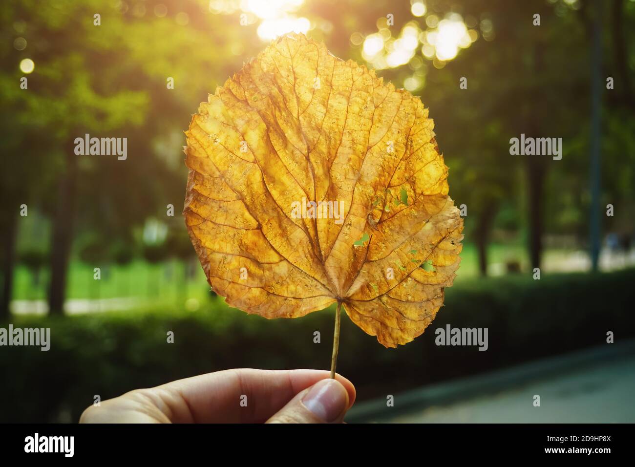 Dry yellow leaf in woman hand at greenery park background. Selective focus, POV . Stock Photo