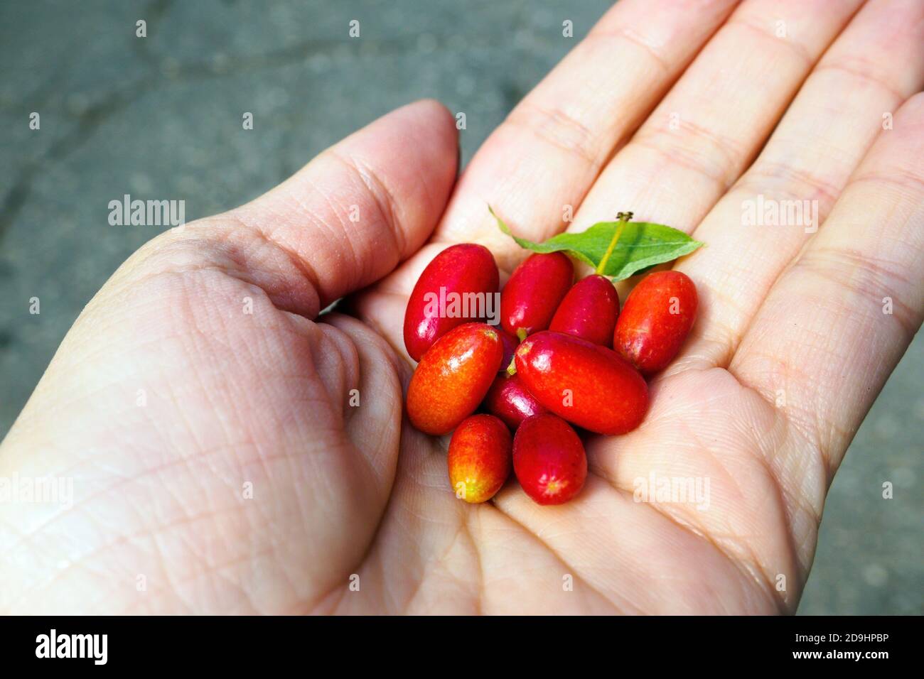 Cornelian cherry, cornus mas or dogwood berries in hand, selective focus Stock Photo