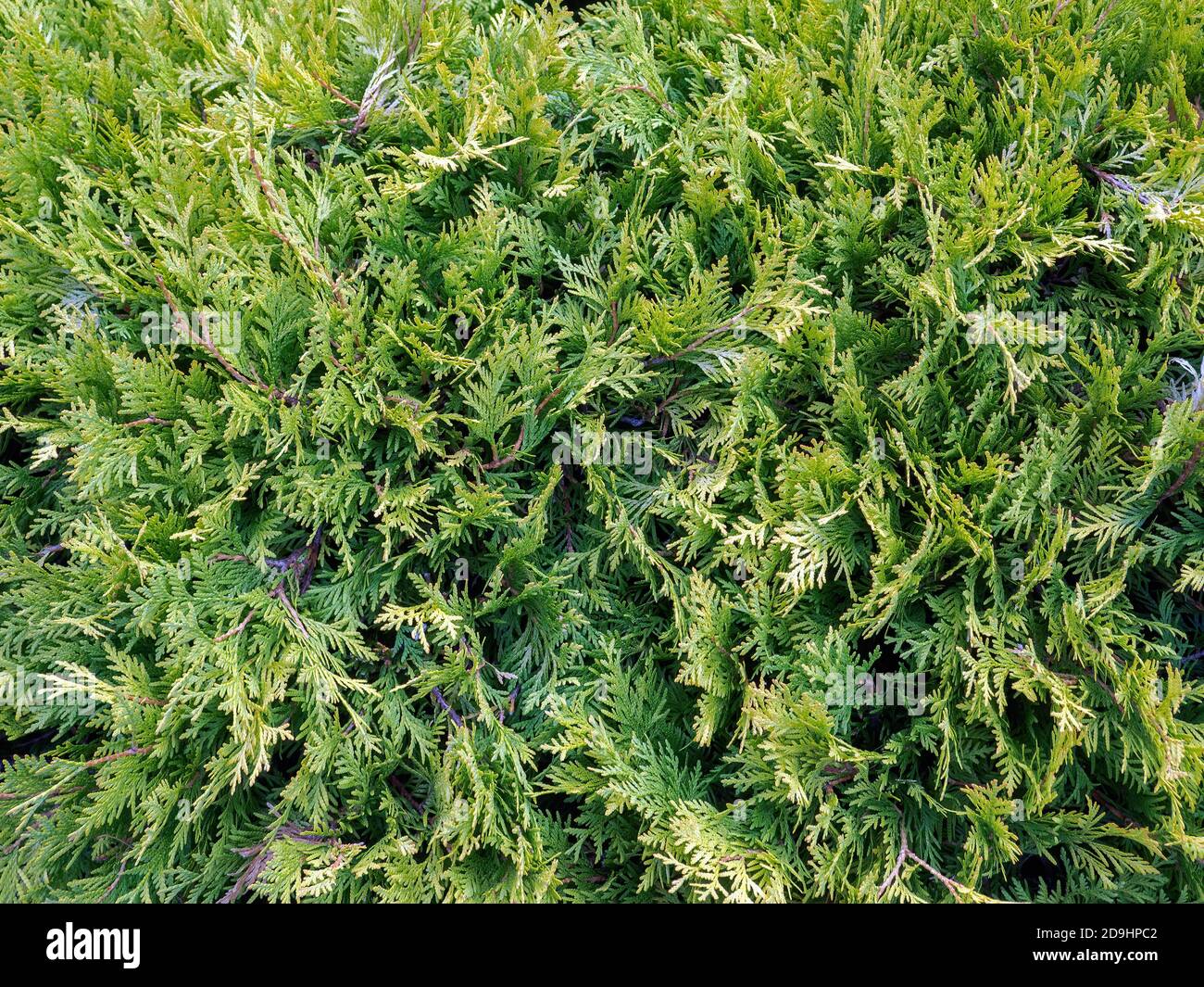 Close-up view of thuja green branches, nature texture background Stock Photo