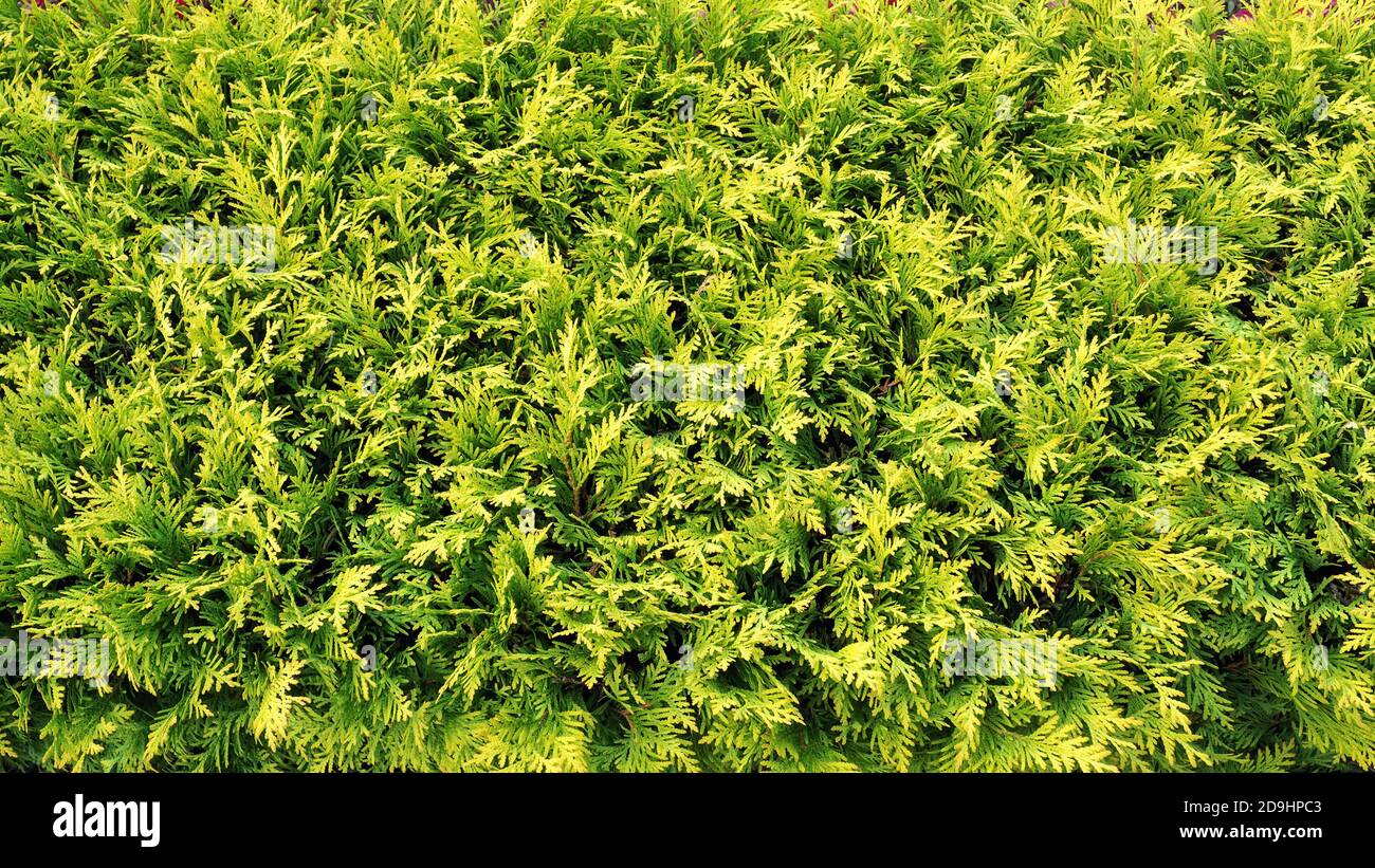 thuja green branches, top view, banner background Stock Photo